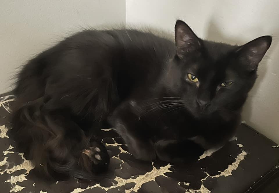 Enlarge Schroeder, a Adoptable Domestic Medium Hair in Fairmont, WV image 1/1