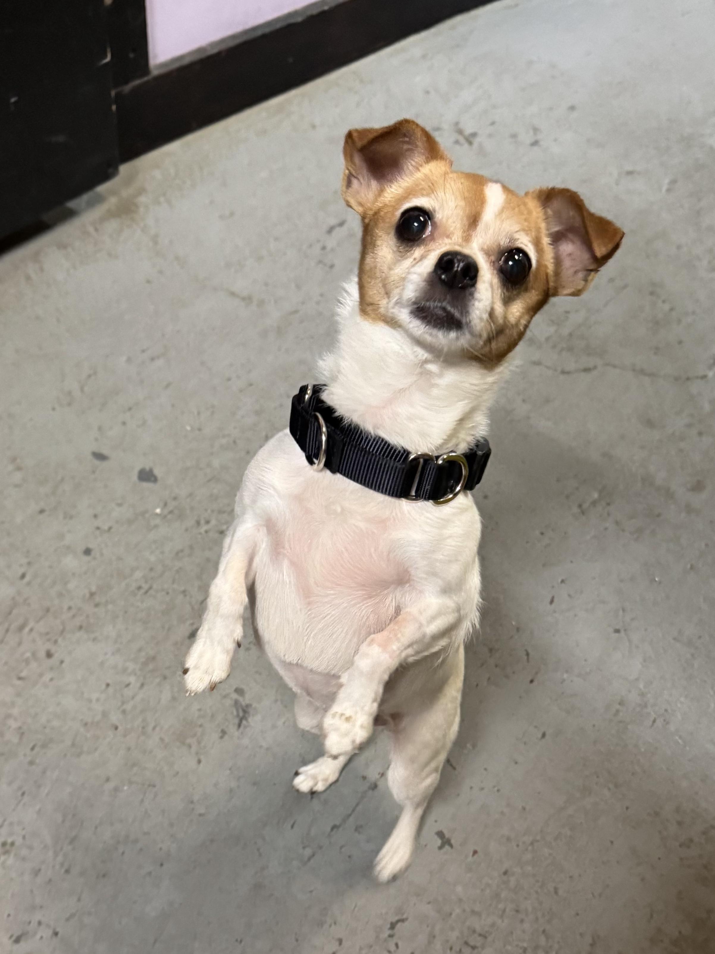 Enlarge Princess, a Adoptable Chihuahua in Cherry Valley, MA image 2/6