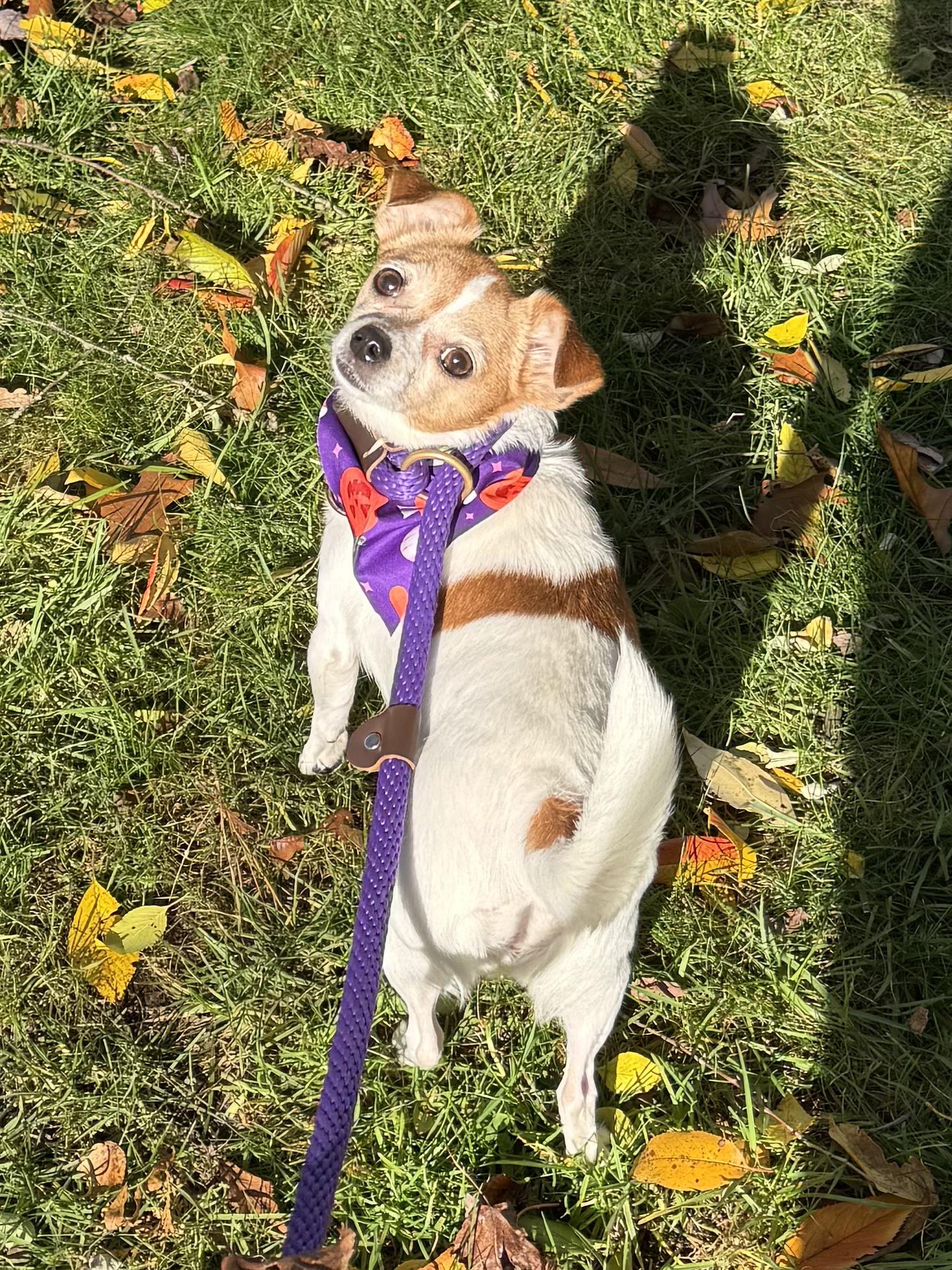 Enlarge Princess, a Adoptable Chihuahua in Cherry Valley, MA image 4/6