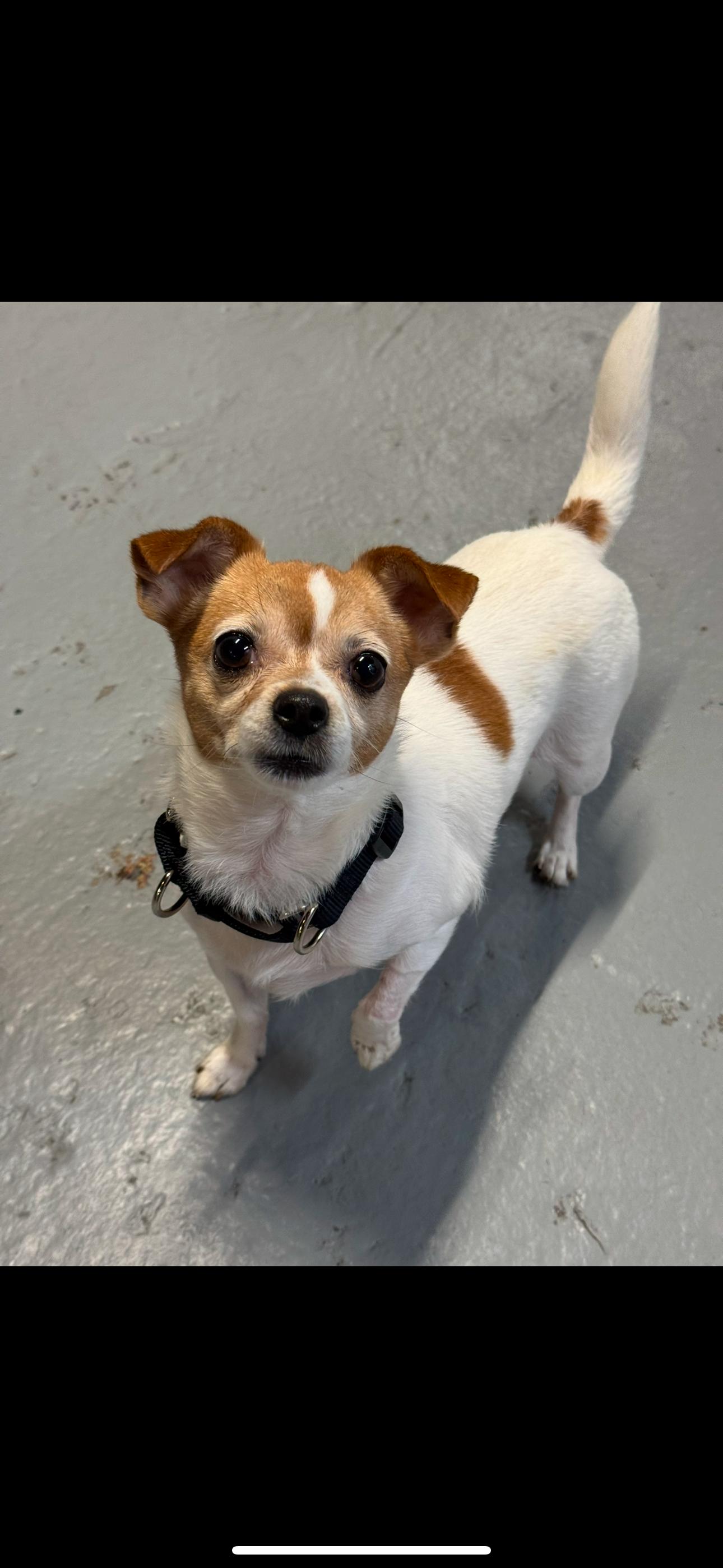 Enlarge Princess, a Adoptable Chihuahua in Cherry Valley, MA image 3/6
