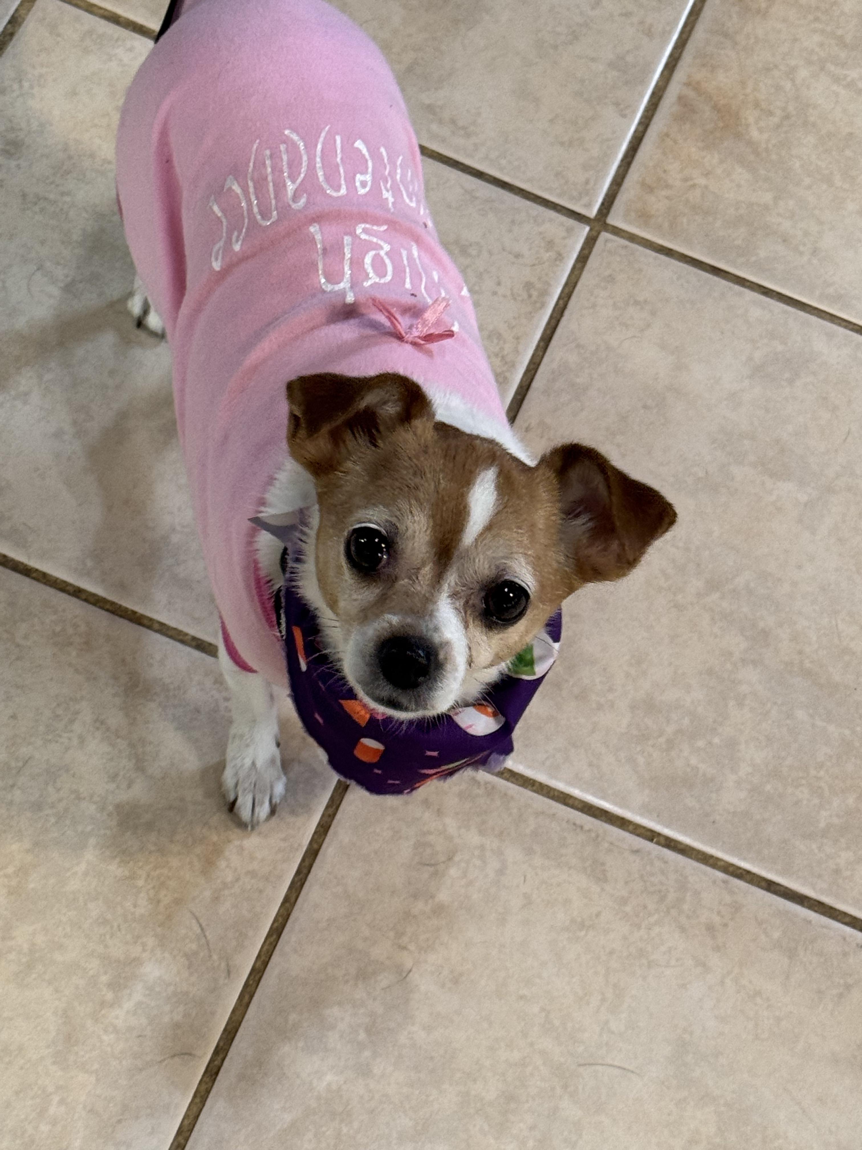 Enlarge Princess, a Adoptable Chihuahua in Cherry Valley, MA image 6/6