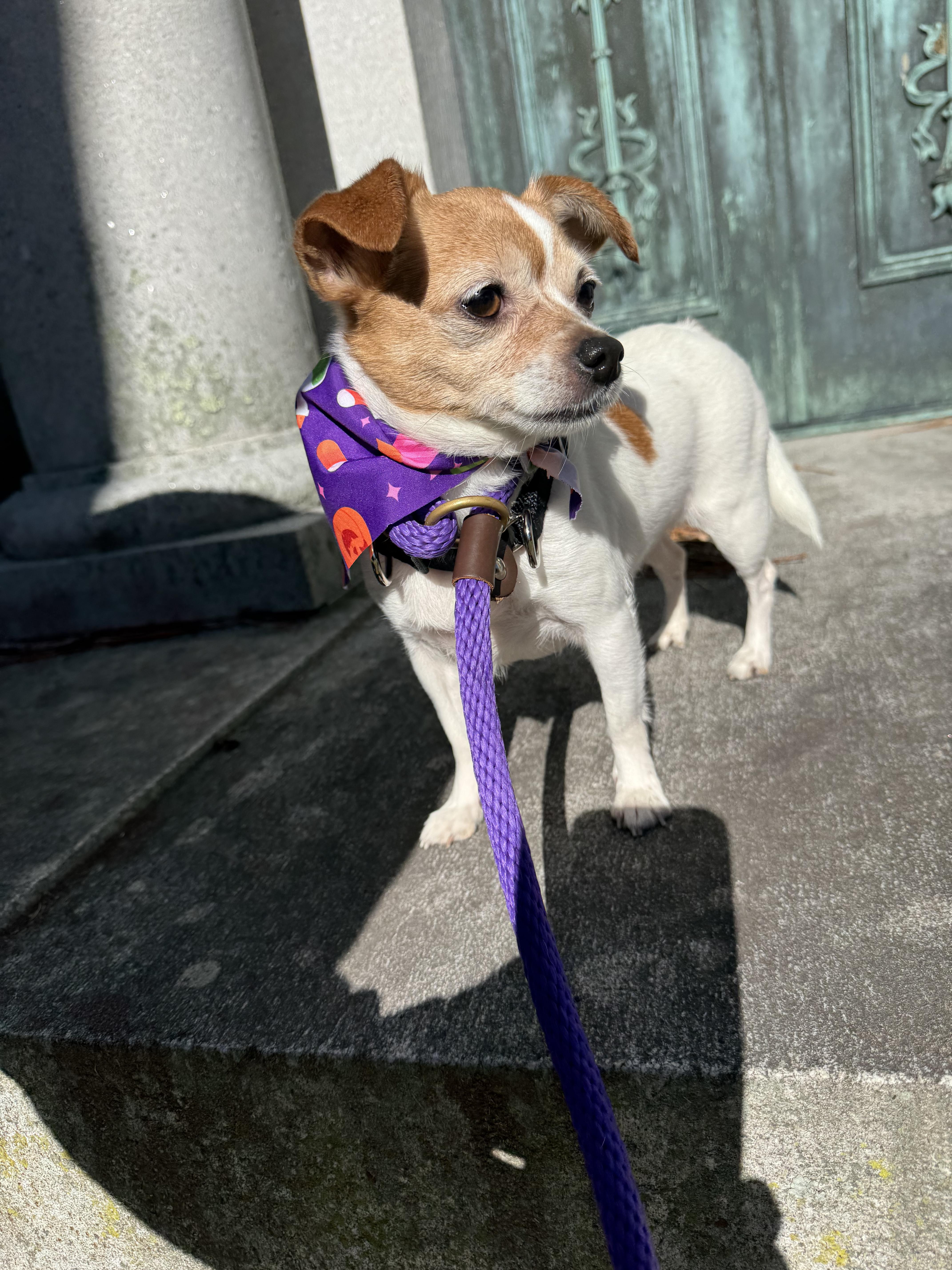 Enlarge Princess, a Adoptable Chihuahua in Cherry Valley, MA image 5/6