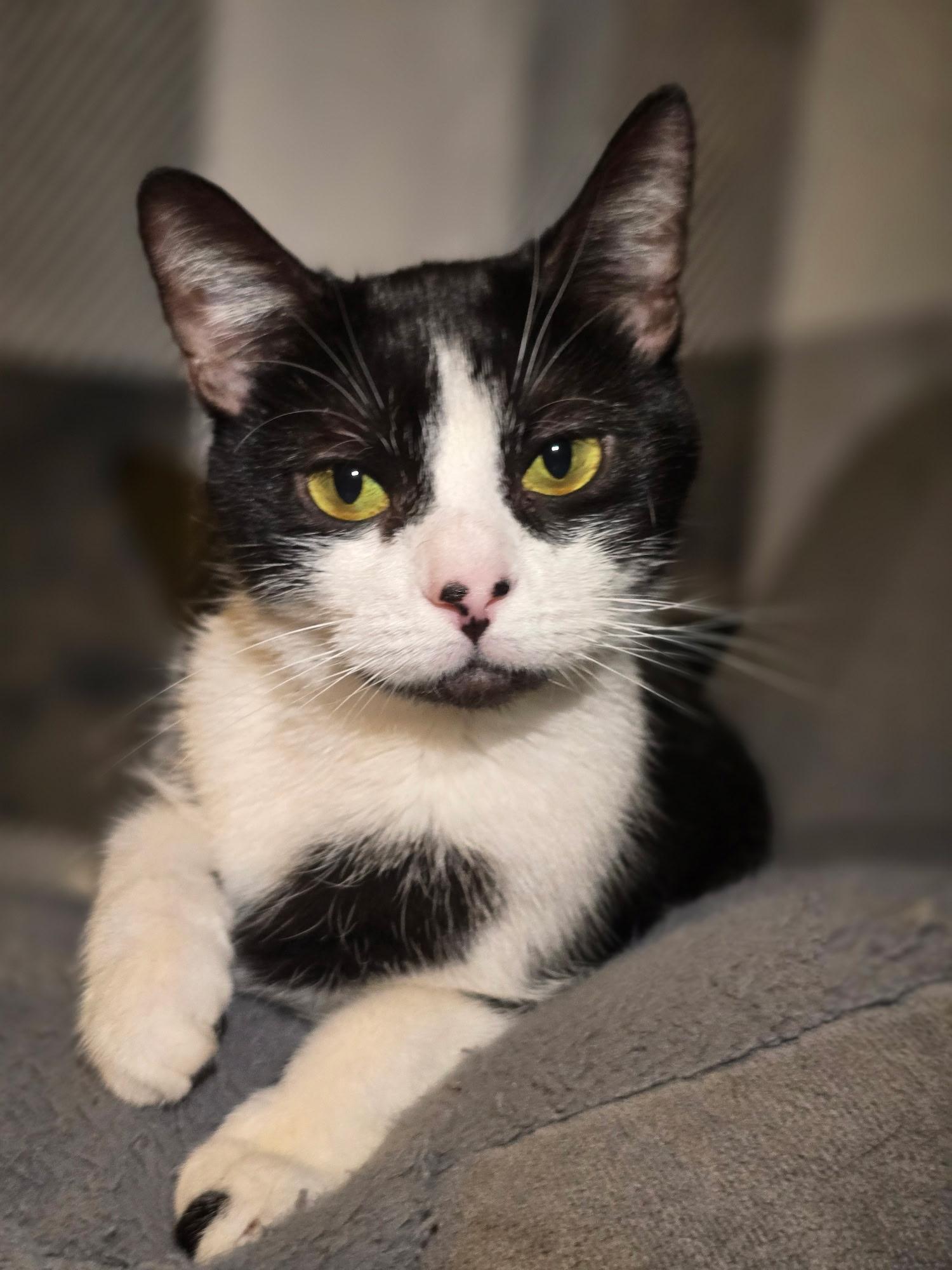 Sweetie, Adult Female Domestic Short Hair