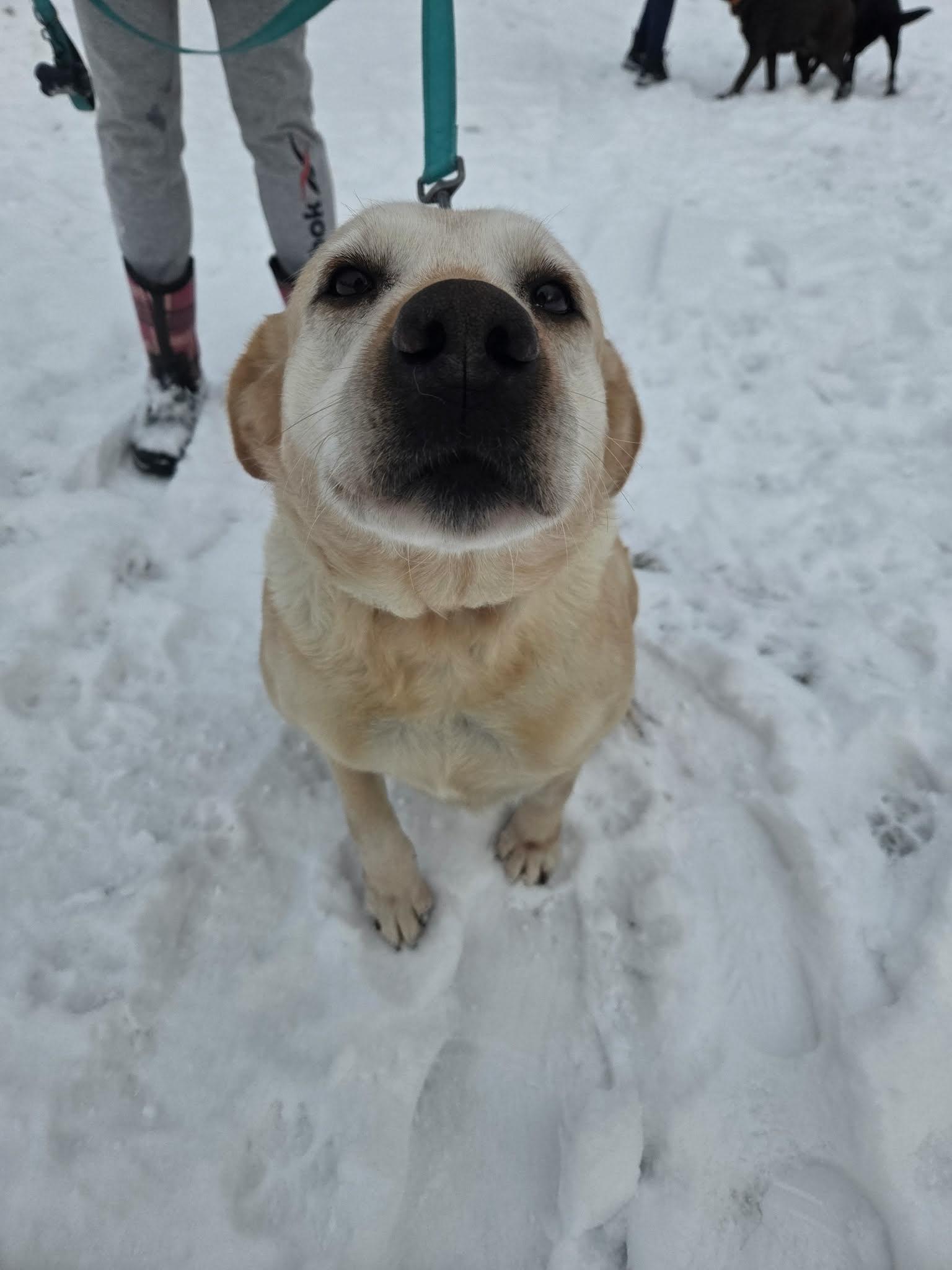 Malisa-Not Accepting Applications Yet!, ADOPTABLE, Adult Female Yellow Labrador Retriever.