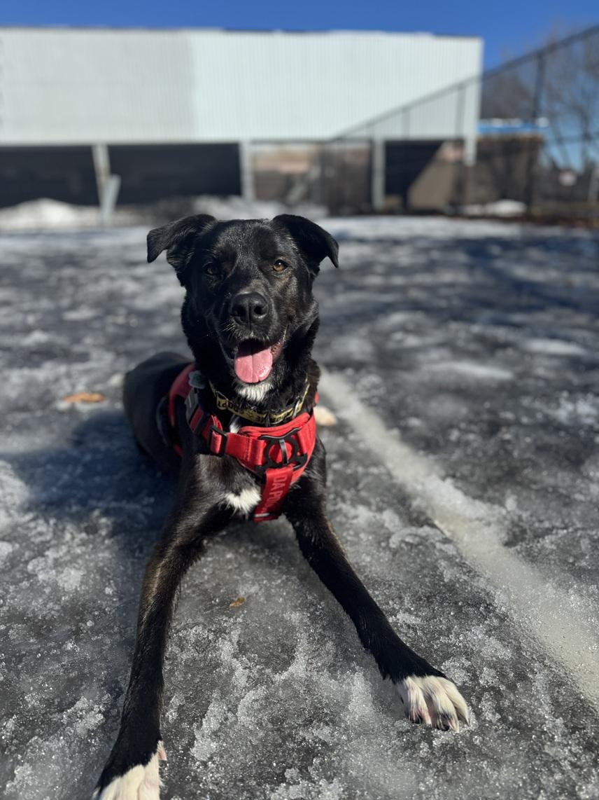 Enlarge Eden, a Adoptable mixed breed in Mississauga, ON image 5/6