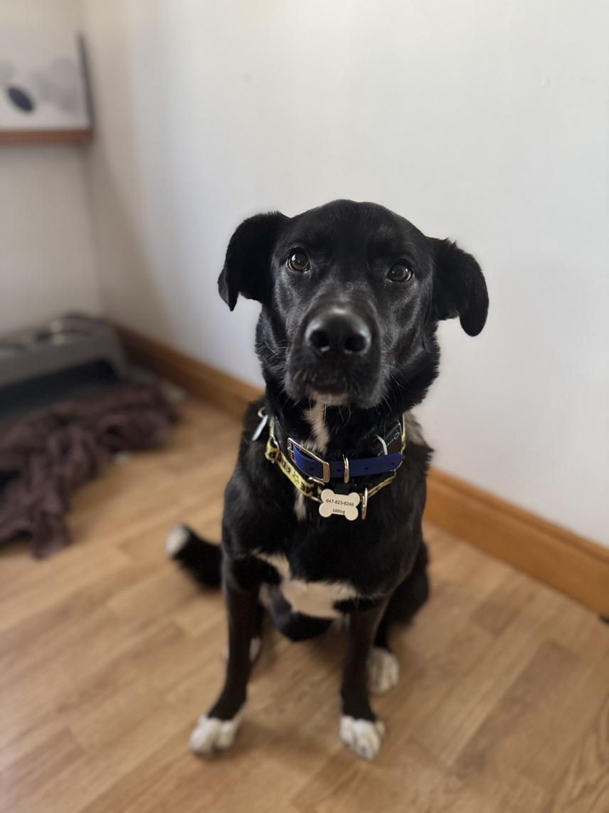 Enlarge Eden, a Adoptable mixed breed in Mississauga, ON image 1/6