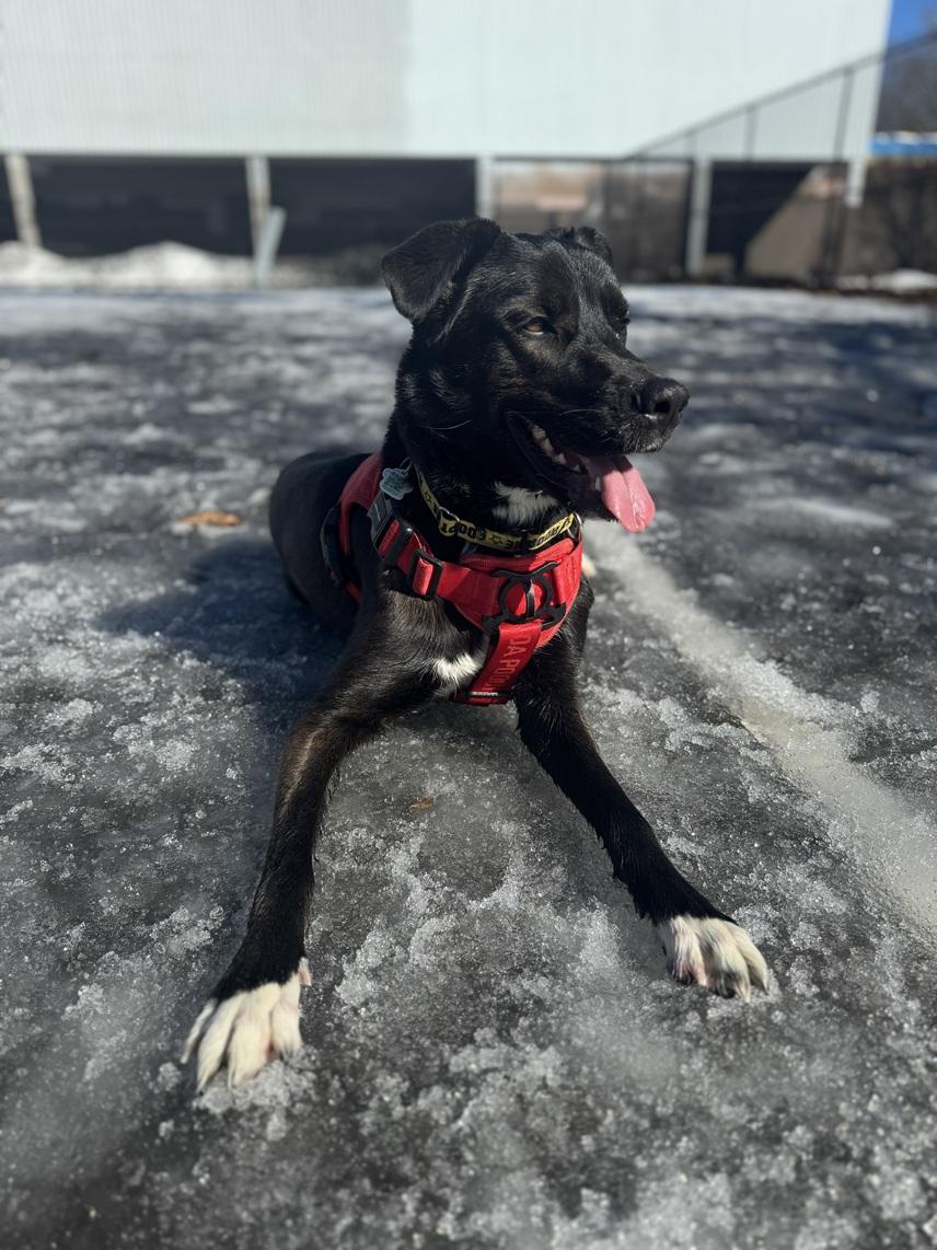 Enlarge Eden, a Adoptable mixed breed in Mississauga, ON image 2/6