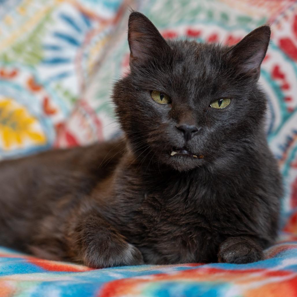 Joseph, Adoptable, Senior Male Domestic Short Hair.