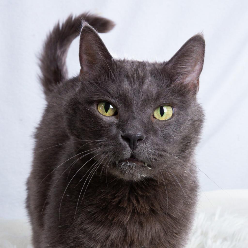 Joseph, Adoptable, Senior Male Domestic Short Hair.