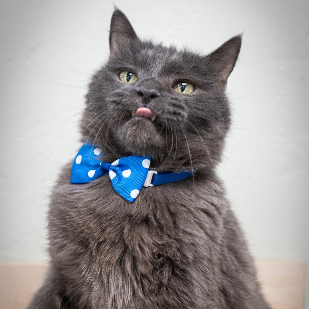 Enlarge Joseph, a Adoptable Domestic Short Hair in Durango, CO image 2/2