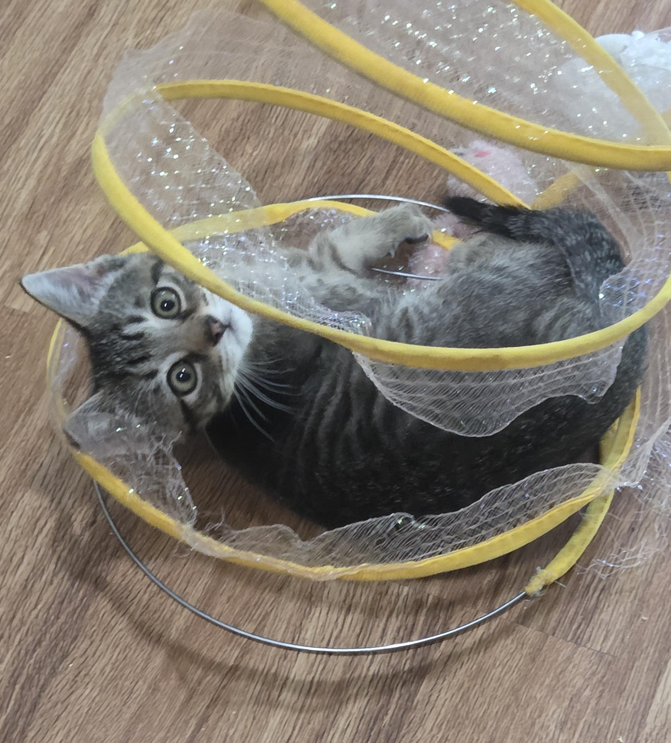 WILLIE, ADOPTABLE, Kitten Male Domestic Short Hair.
