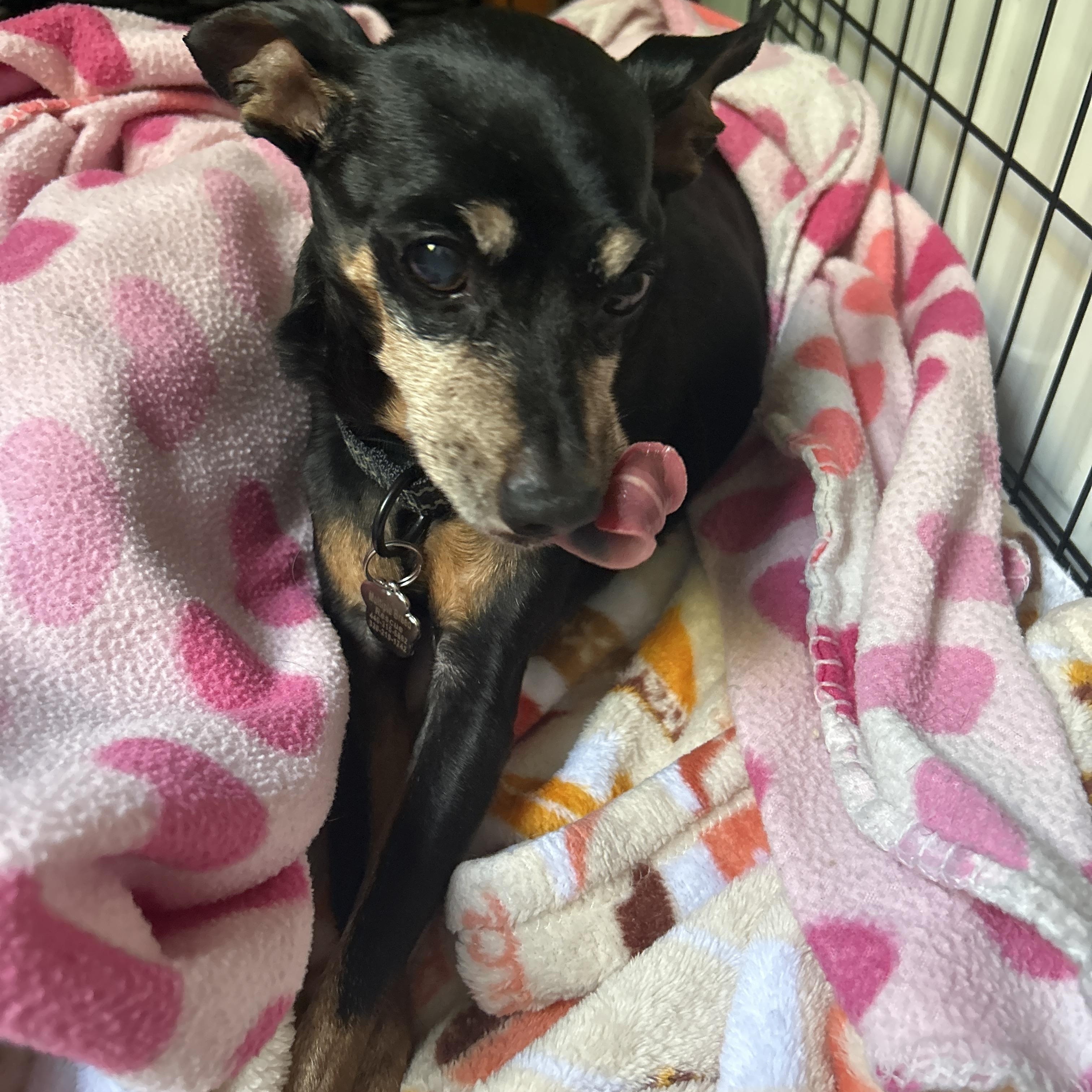 Enlarge Buzz, a Adoptable Miniature Pinscher in Grafton, OH image 3/4