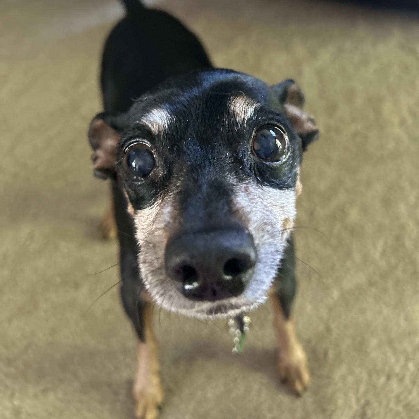 Buzz, Adoptable, Senior Male Miniature Pinscher.