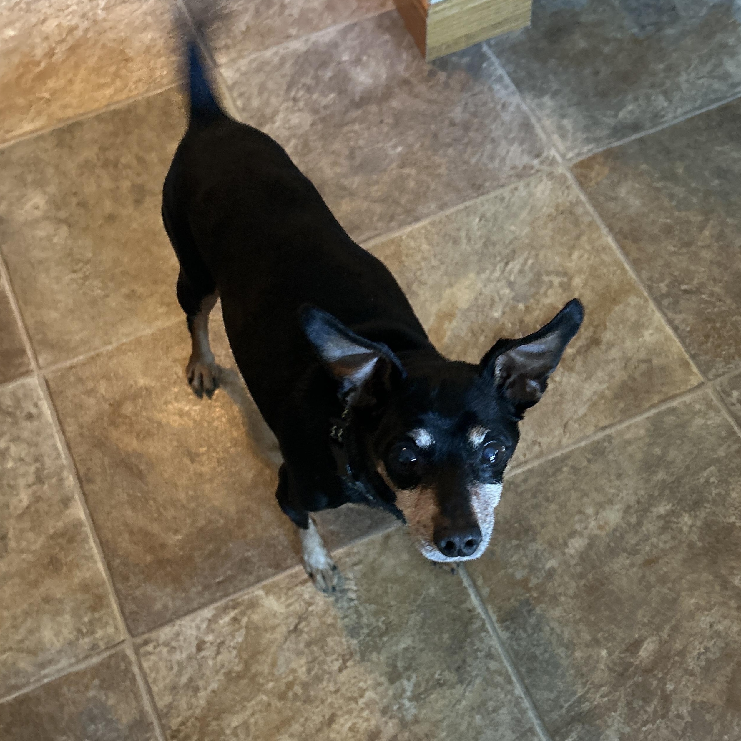 Enlarge Buzz, a Adoptable Miniature Pinscher in Grafton, OH image 4/4