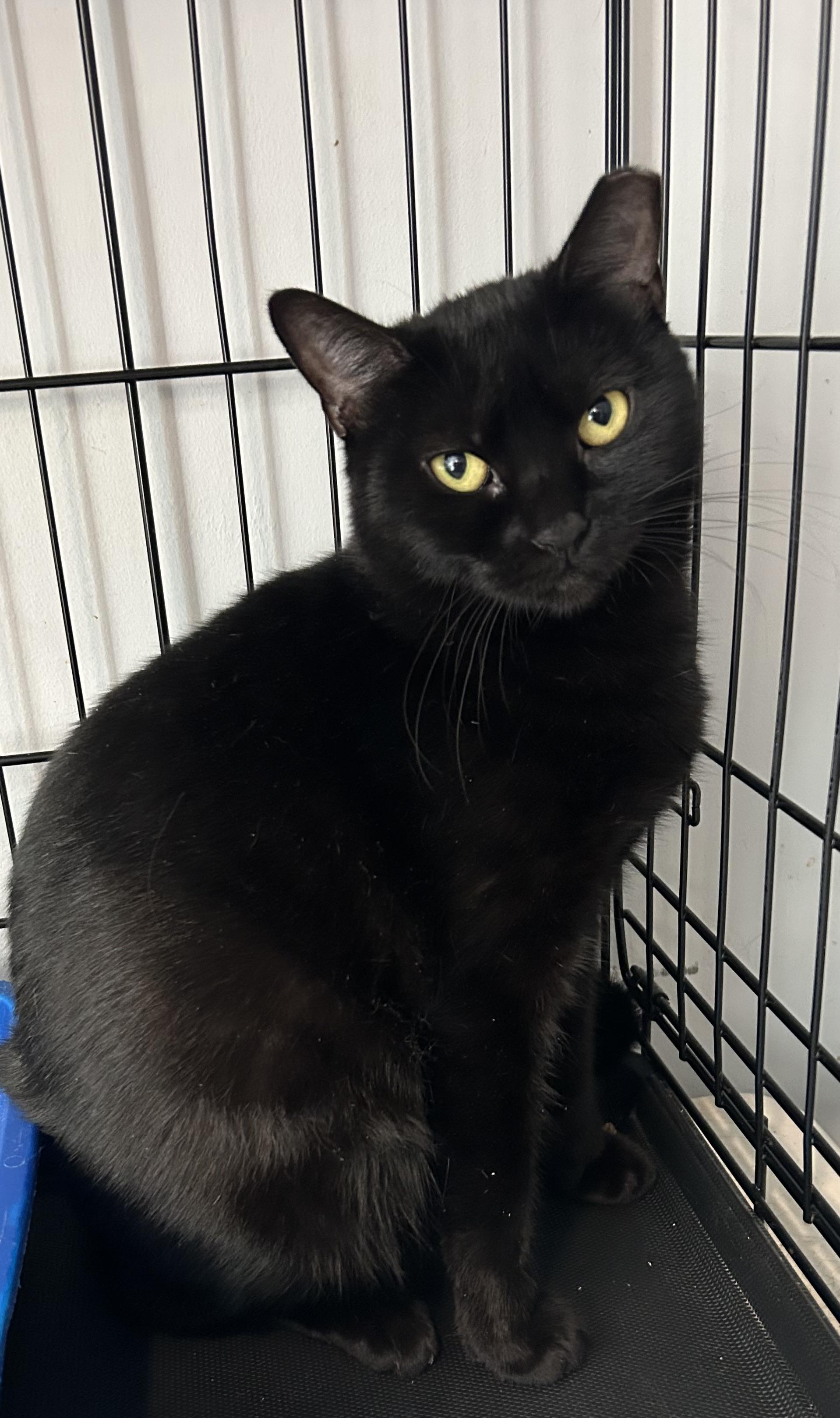 Enlarge Priscilla, a Adoptable Domestic Short Hair in Sayville, NY image 1/1
