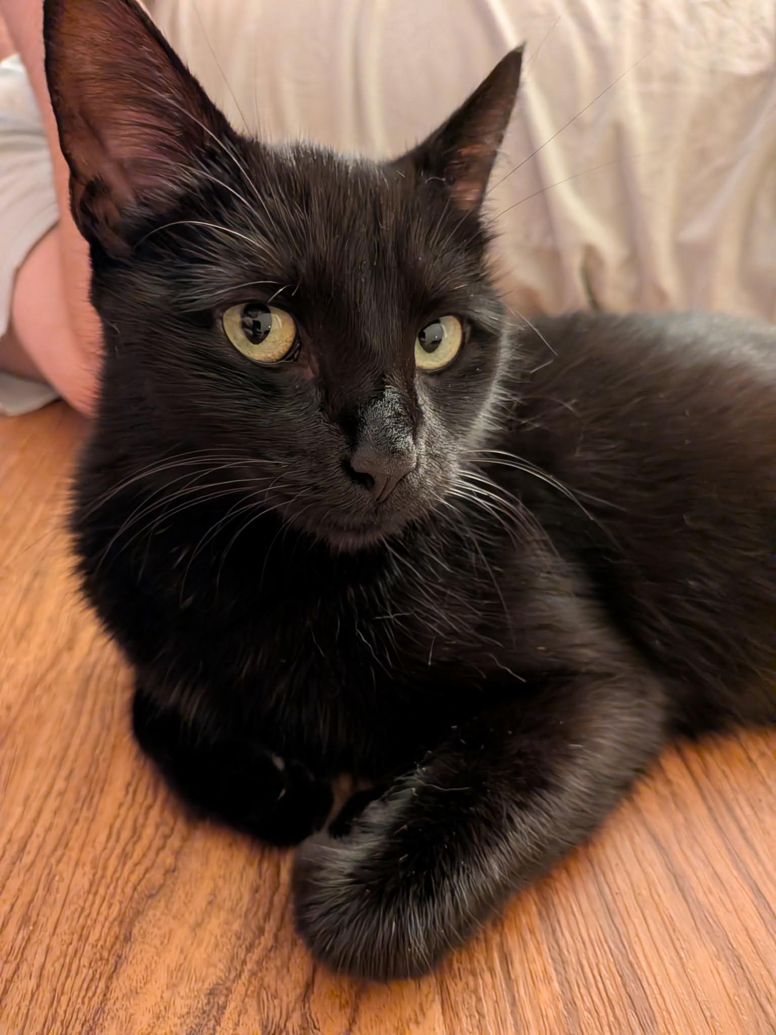 Tita, Adoptable, Young Female American Shorthair.