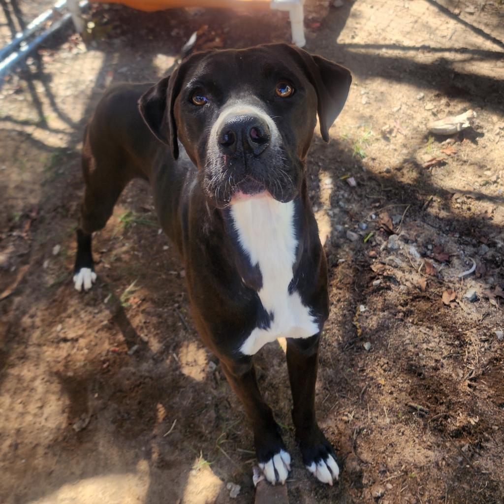 Enlarge Cassius Clay, a Adoptable mixed breed in Lexington, SC image 1/3