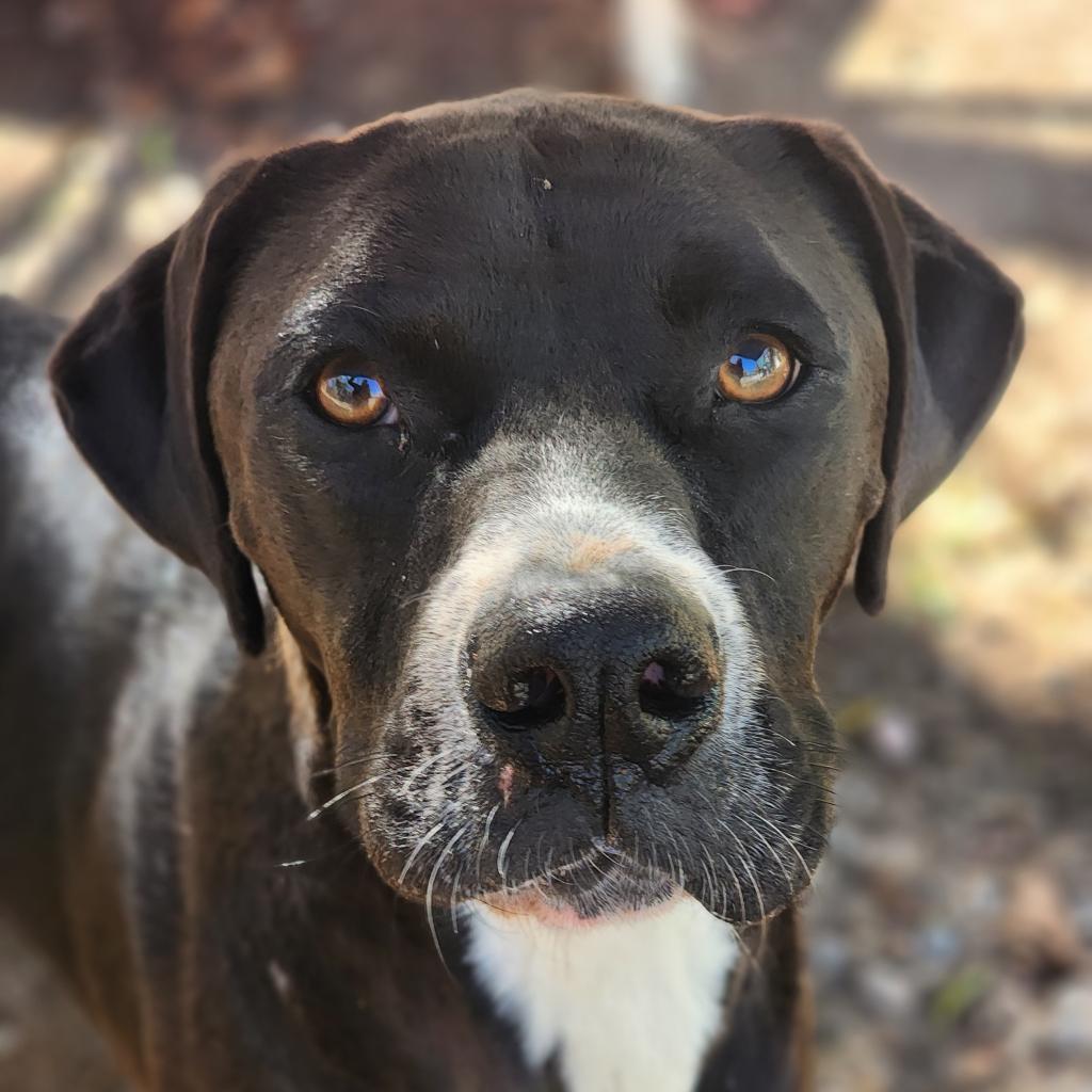 Enlarge Cassius Clay, a Adoptable mixed breed in Lexington, SC image 2/3