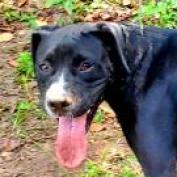 Enlarge Cassius Clay, a Adoptable mixed breed in Lexington, SC image 3/3