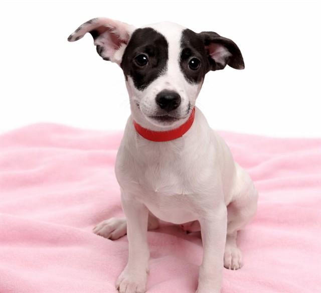 BADGER, Adoptable, Puppy Female Labrador Retriever & Mixed Breed.