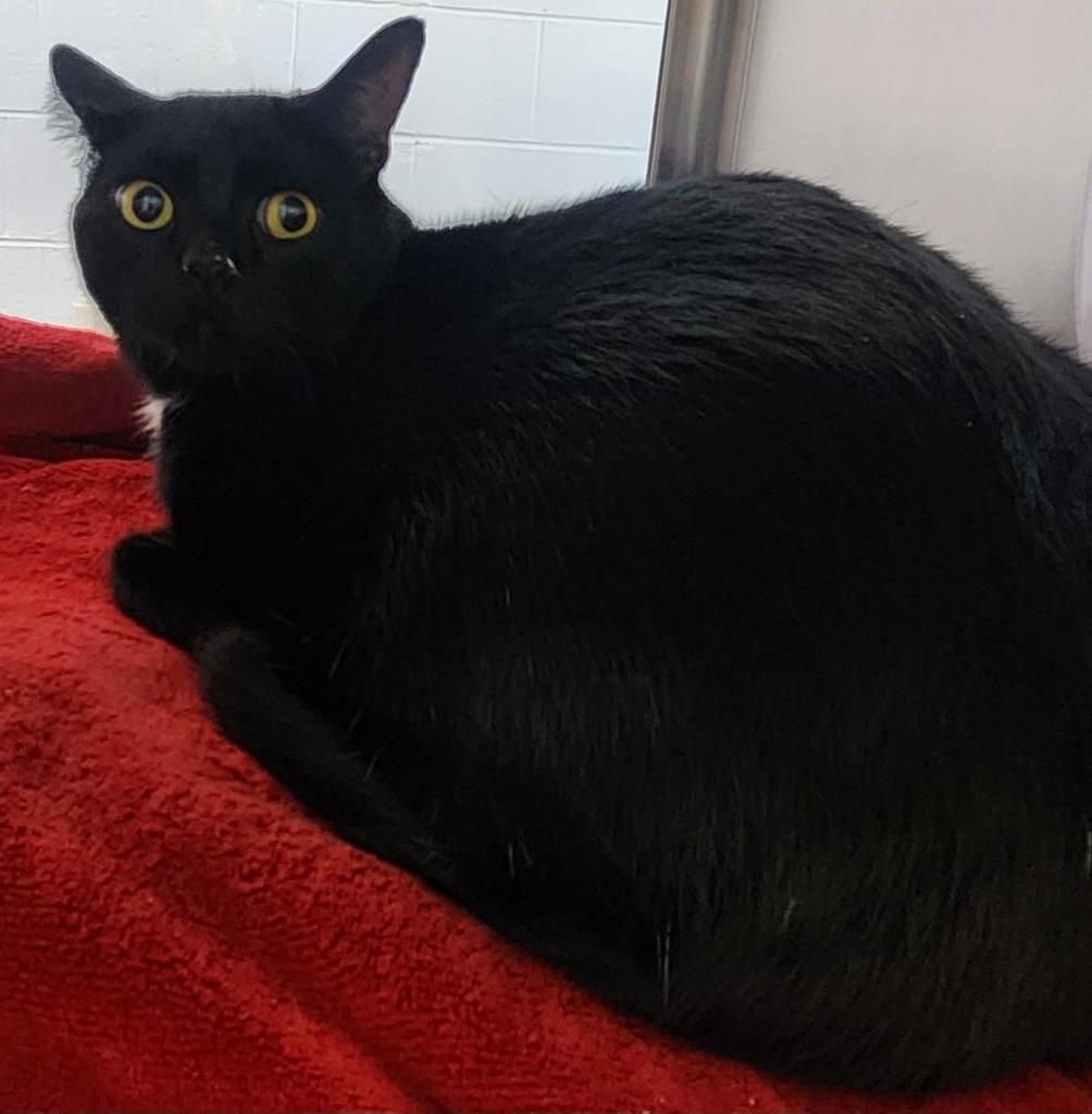 Enlarge Sprout, a Adoptable mixed breed in Cottonwood, AZ image 1/1
