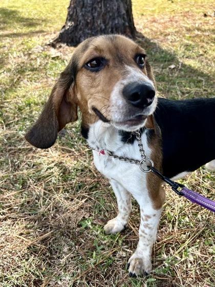 Enlarge MICKEY, an adopted mixed breed in Fernandina Beach, FL image 2/2
