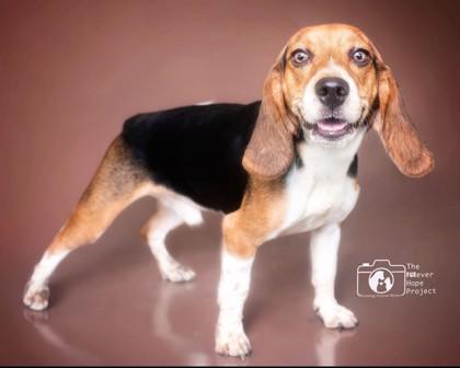 MICKEY, adopted, Young Male Beagle.