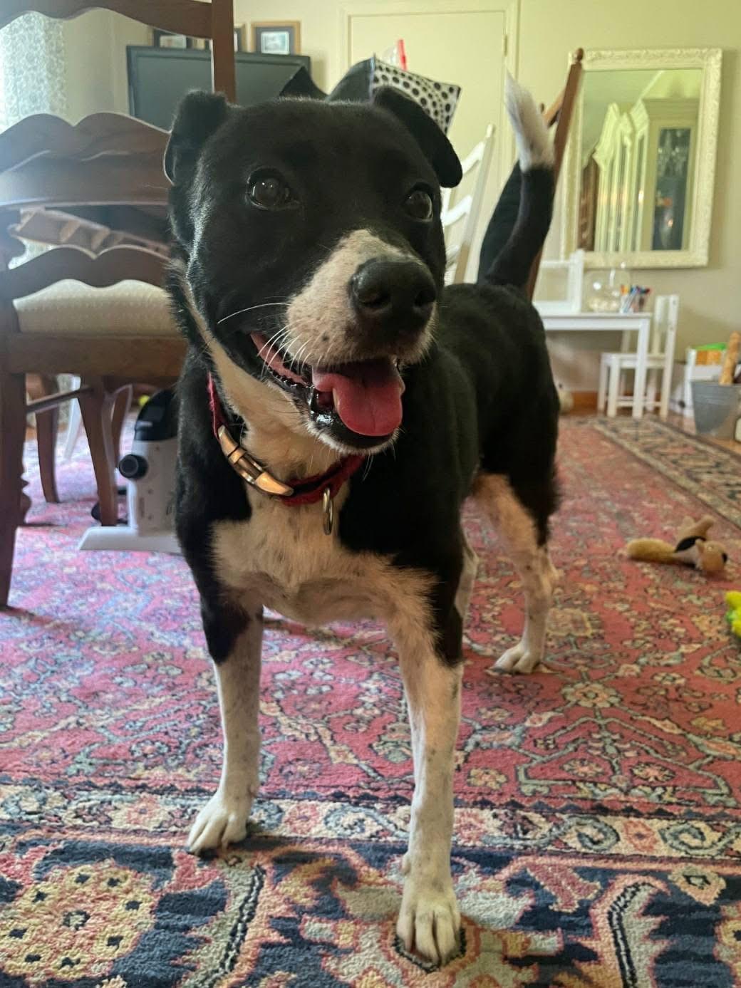 Stella, a Adoptable mixed breed in Morganton, NC image 2/3