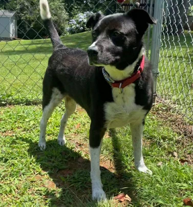 Stella, a Adoptable mixed breed in Morganton, NC image 1/3