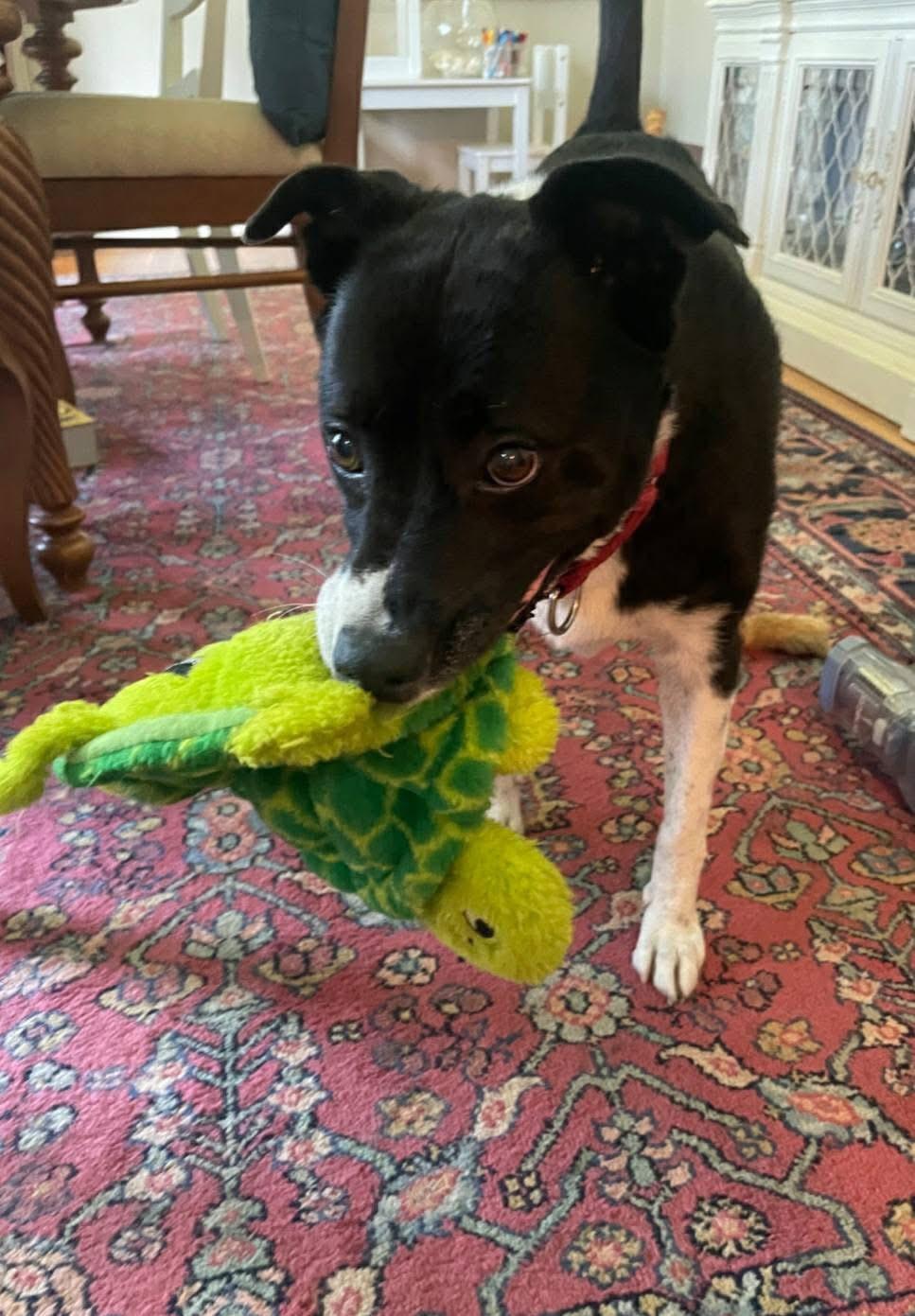 Stella, a Adoptable mixed breed in Morganton, NC image 3/3