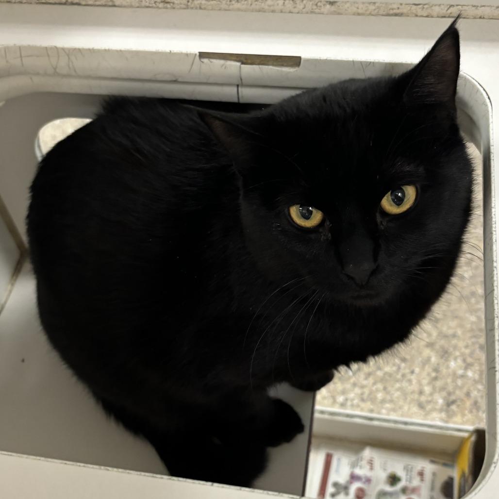 Enlarge Bagira, a Adoptable Domestic Short Hair in Cheyenne, WY image 1/1