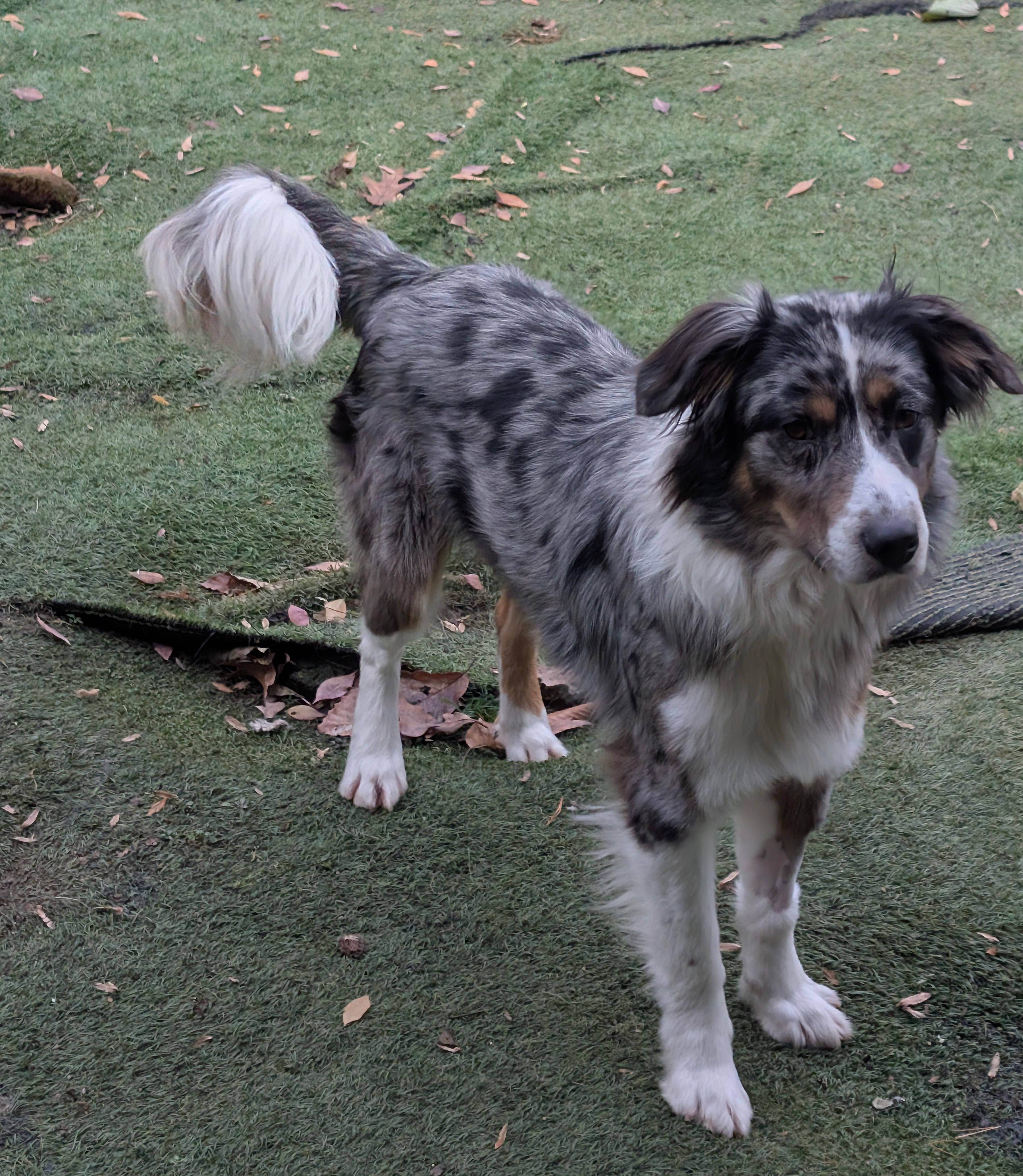 Roger, Adoptable, Adult Male Australian Shepherd.