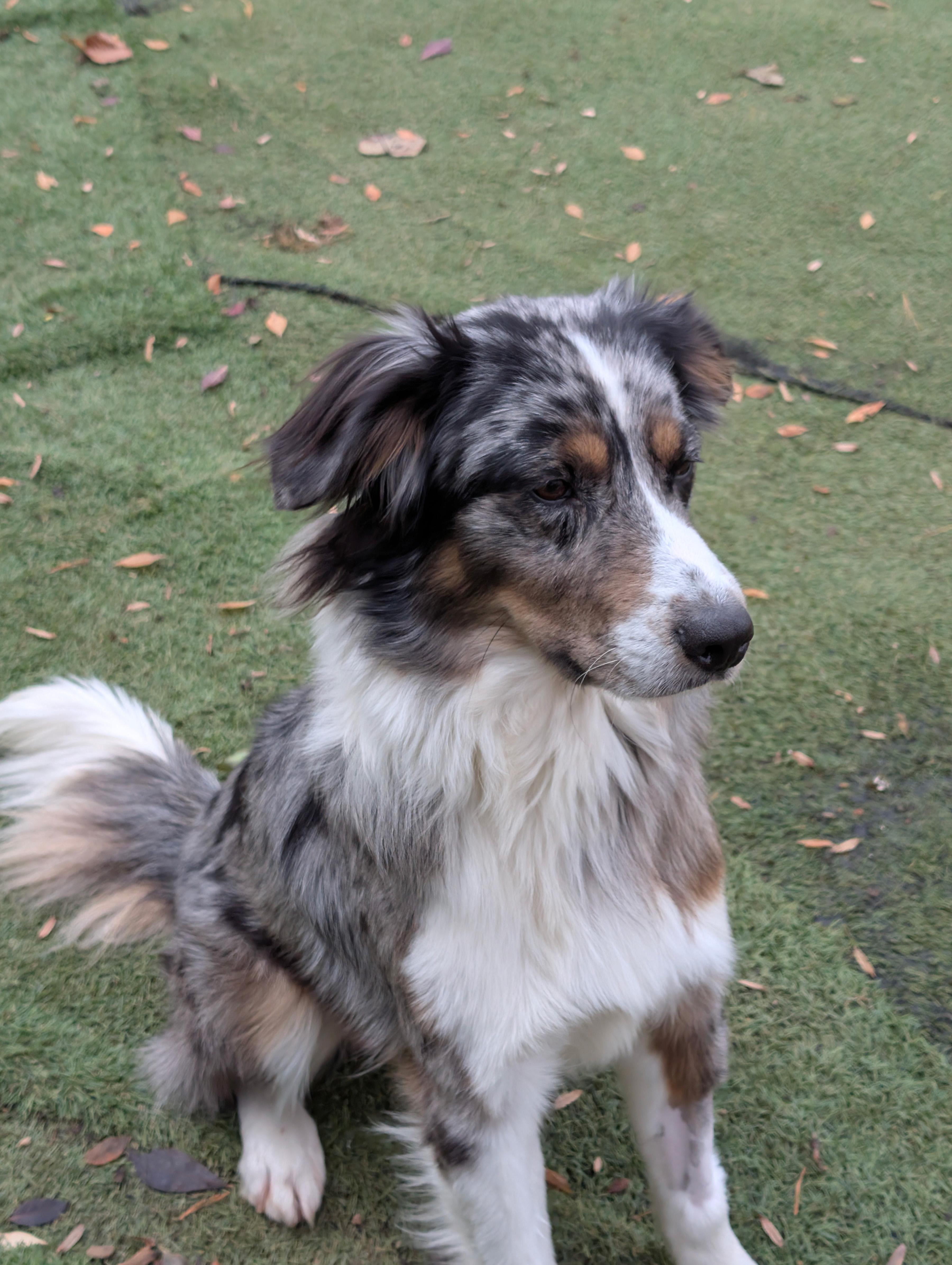 Roger, a Adoptable mixed breed in Sylva, NC image 3/5