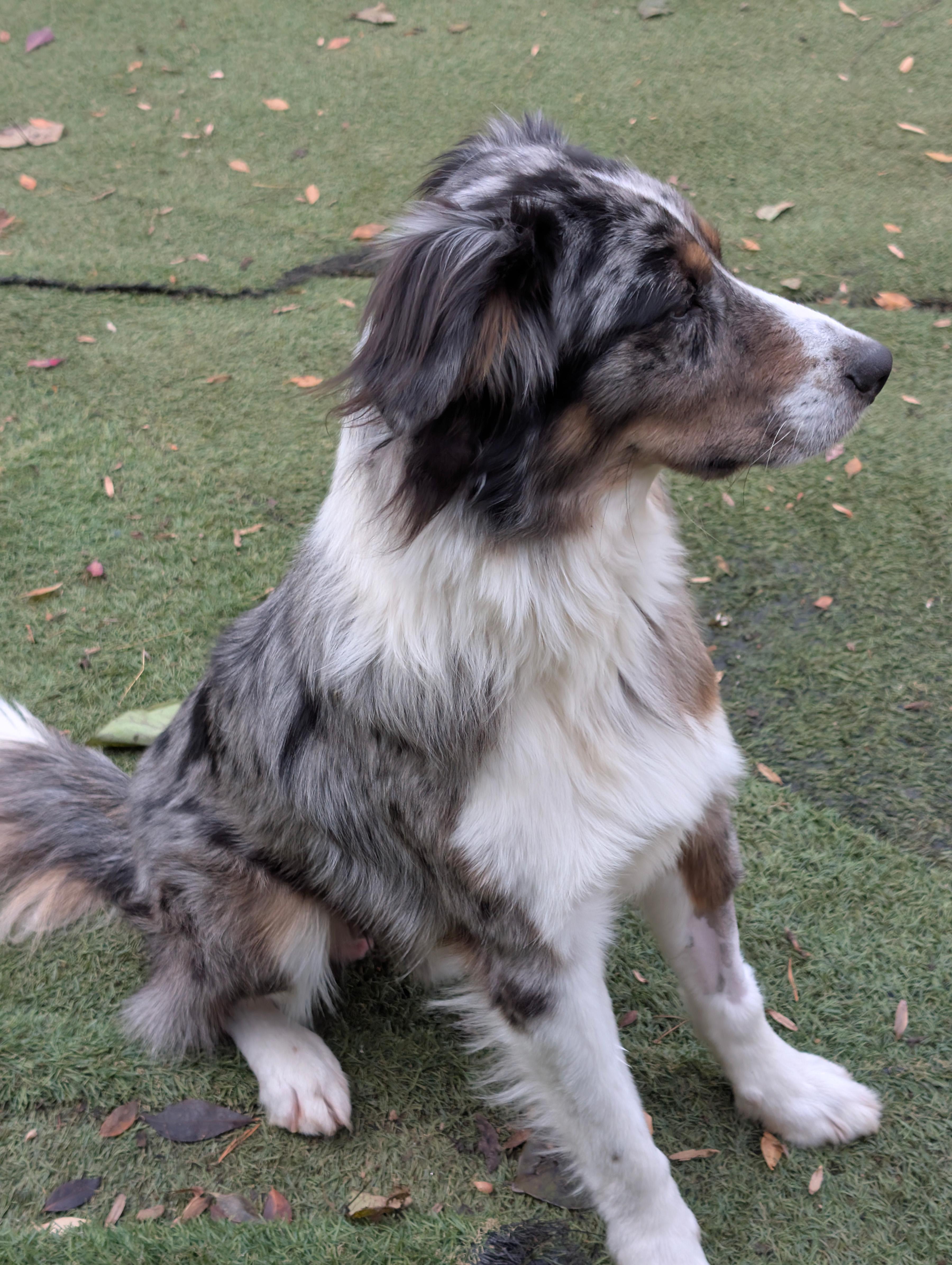 Roger, a Adoptable mixed breed in Sylva, NC image 4/5