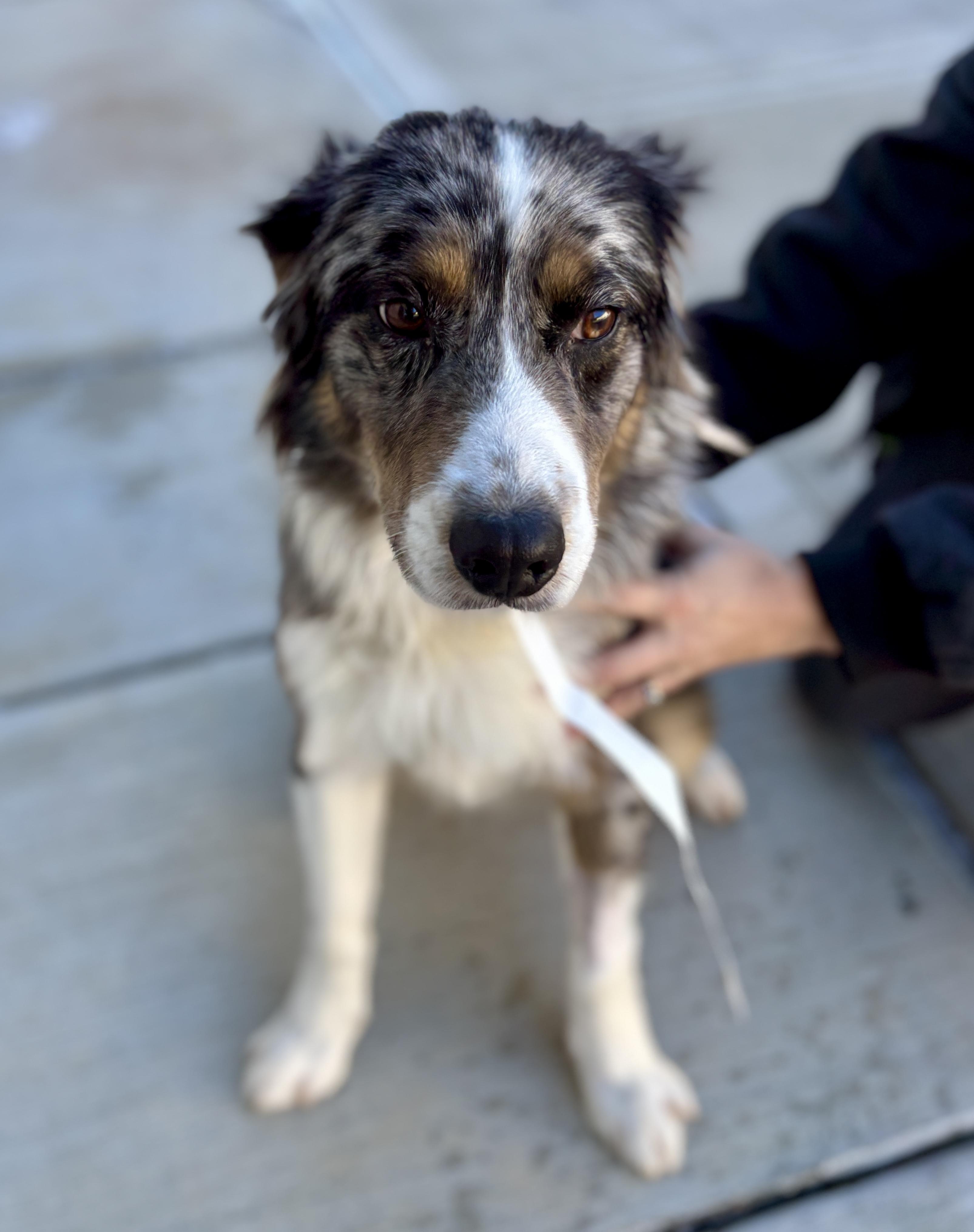 Roger, a Adoptable mixed breed in Sylva, NC image 5/5
