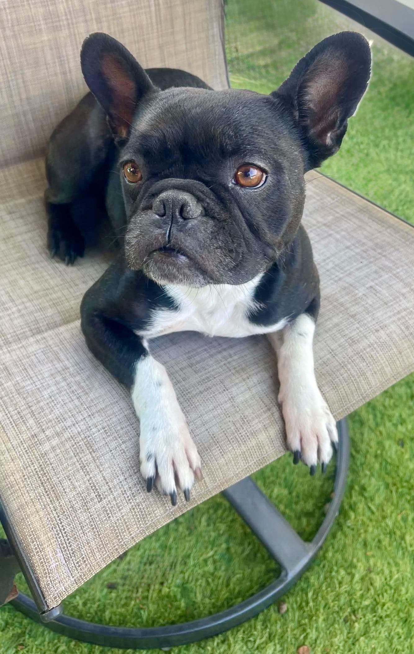 Enlarge Gypsy, a ADOPTABLE French Bulldog in Tarzana, CA image 4/5