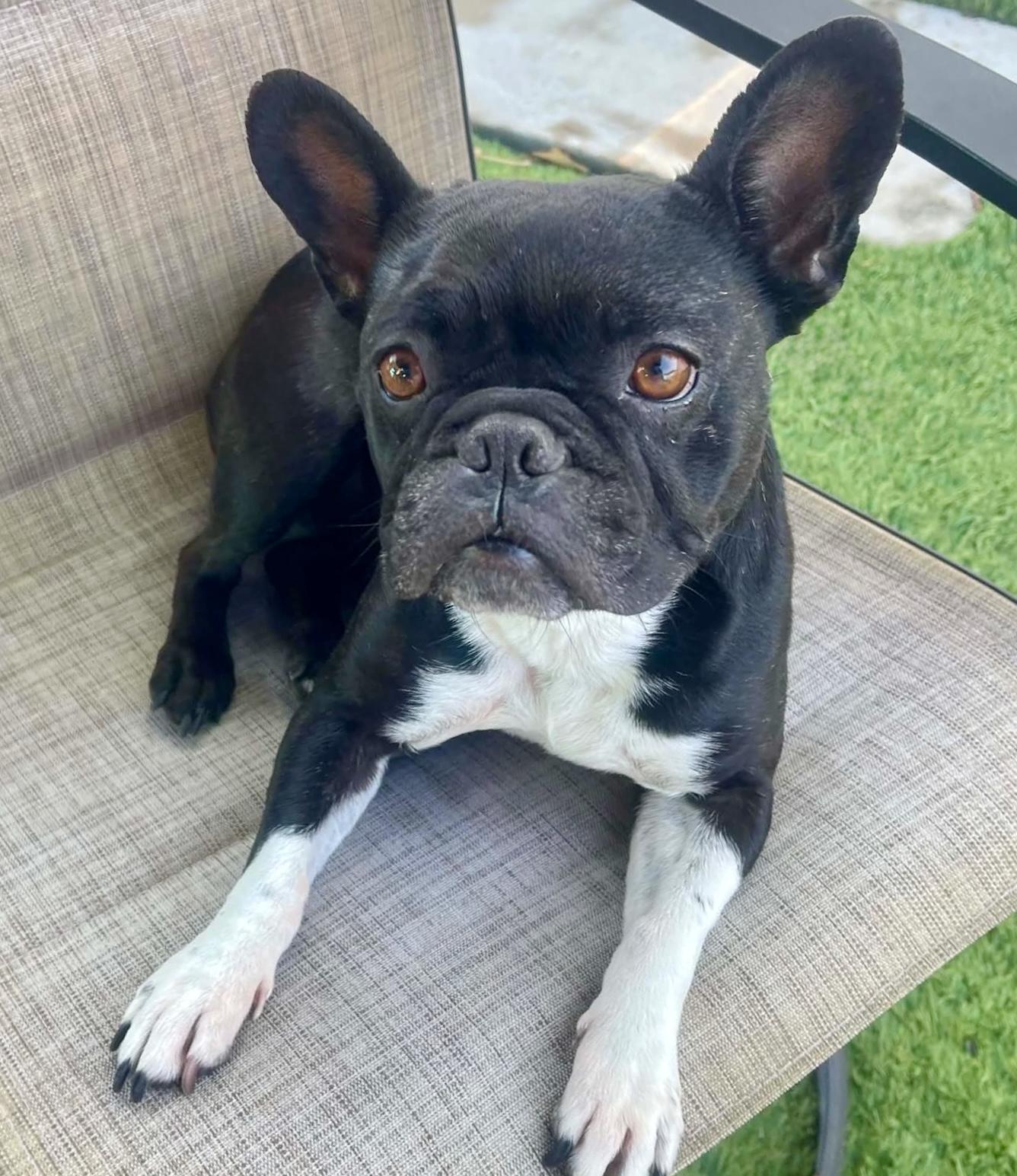 Enlarge Gypsy, a ADOPTABLE French Bulldog in Tarzana, CA image 2/5