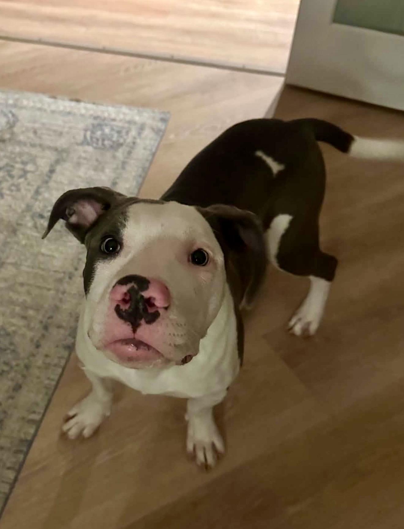 Lance, a Adoptable American Staffordshire Terrier in Minneapolis, MN image 2/4