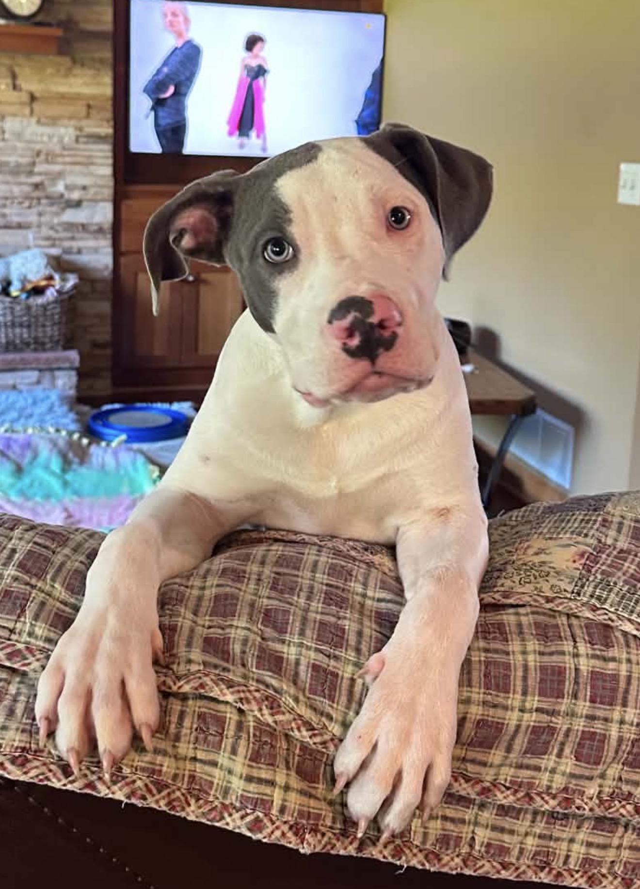Lance, a Adoptable American Staffordshire Terrier in Minneapolis, MN image 3/4