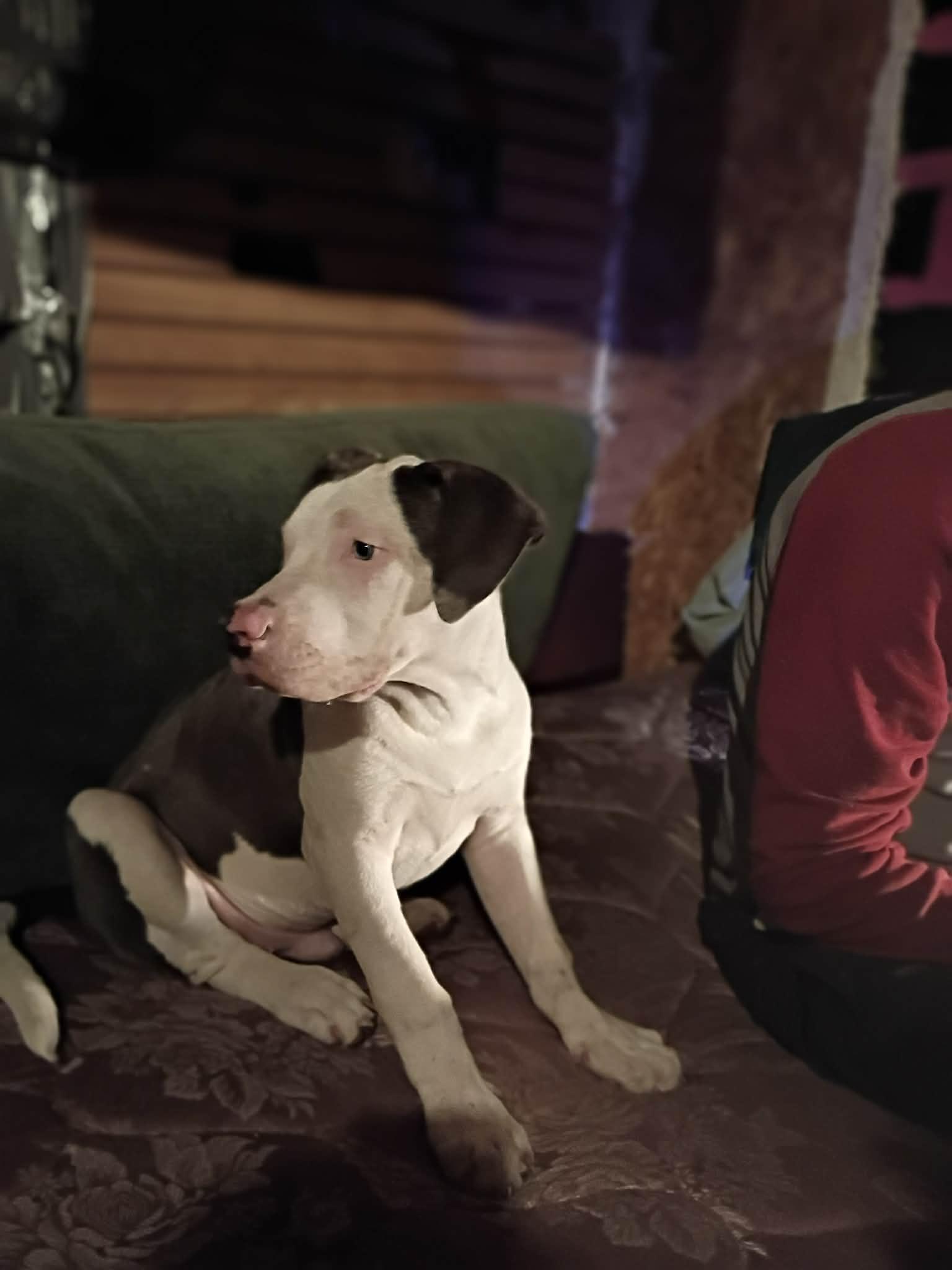 Lance, a Adoptable American Staffordshire Terrier in Minneapolis, MN image 4/4