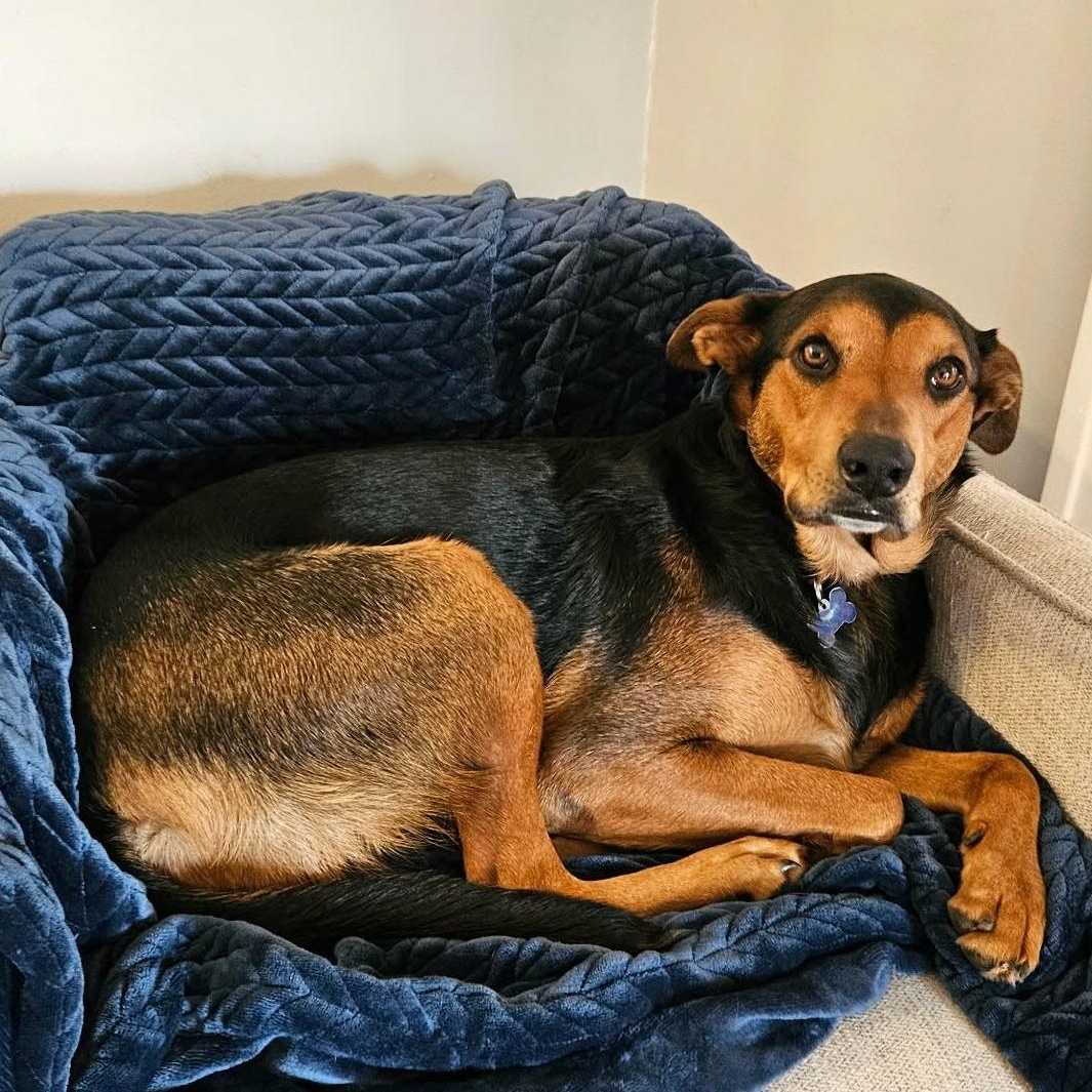 Enlarge SHINZO, a Adoptable mixed breed in Burton, MI image 1/6