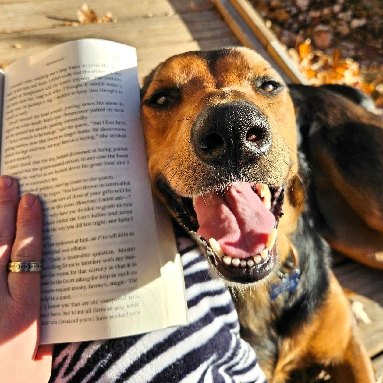 Enlarge SHINZO, a Adoptable mixed breed in Burton, MI image 2/6