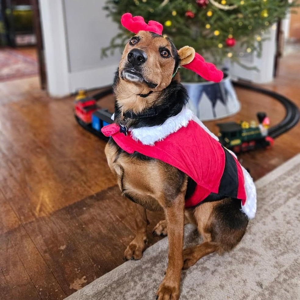 Enlarge SHINZO, a Adoptable mixed breed in Burton, MI image 3/6