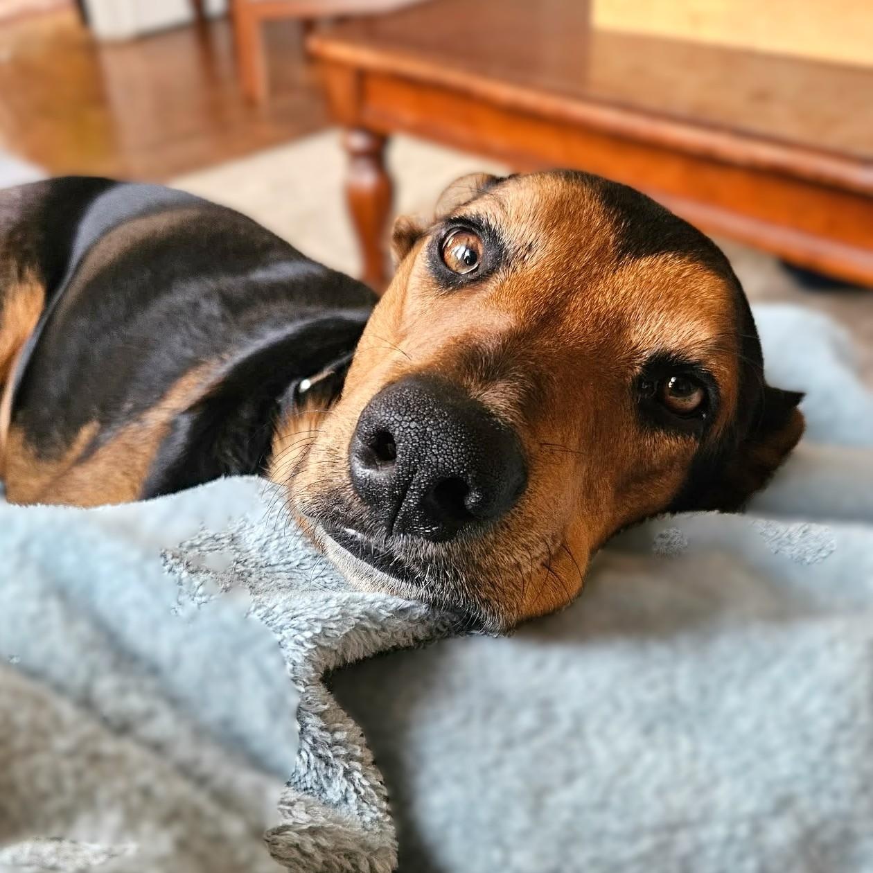 Enlarge SHINZO, a Adoptable mixed breed in Burton, MI image 4/6