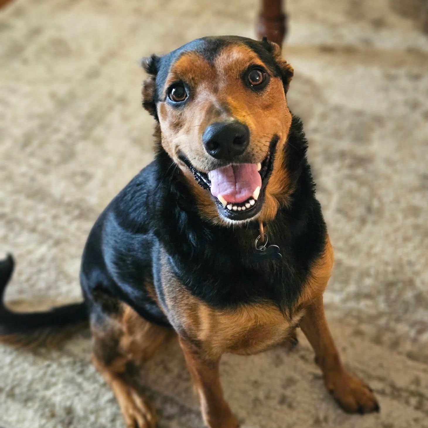 Enlarge SHINZO, a Adoptable mixed breed in Burton, MI image 5/6