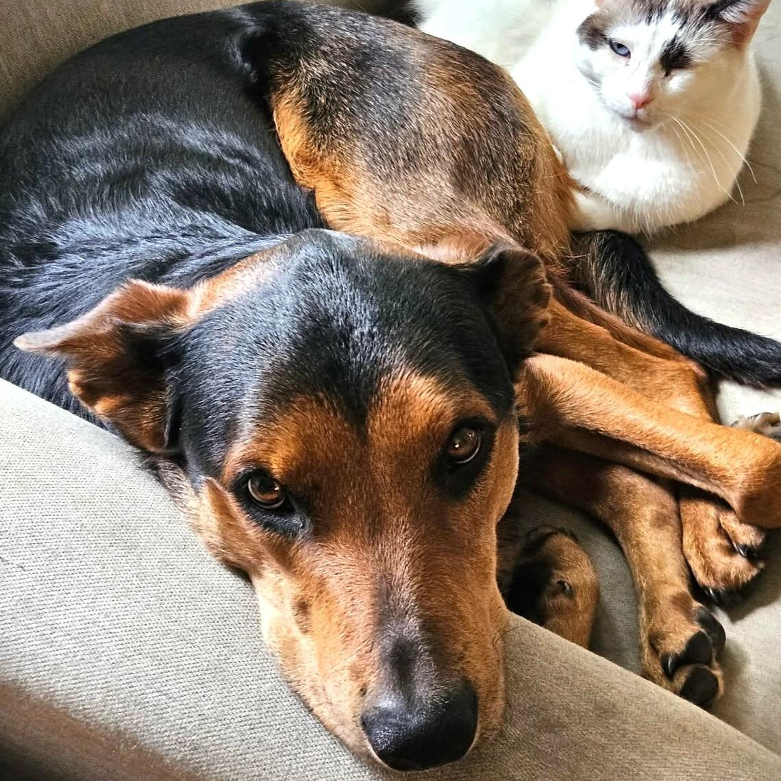 Enlarge SHINZO, a Adoptable mixed breed in Burton, MI image 6/6