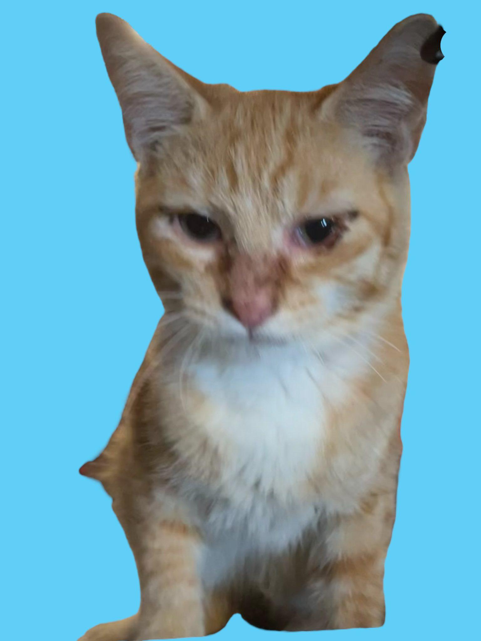 Orange Tabby & White Male Kitten - 4 Months Old