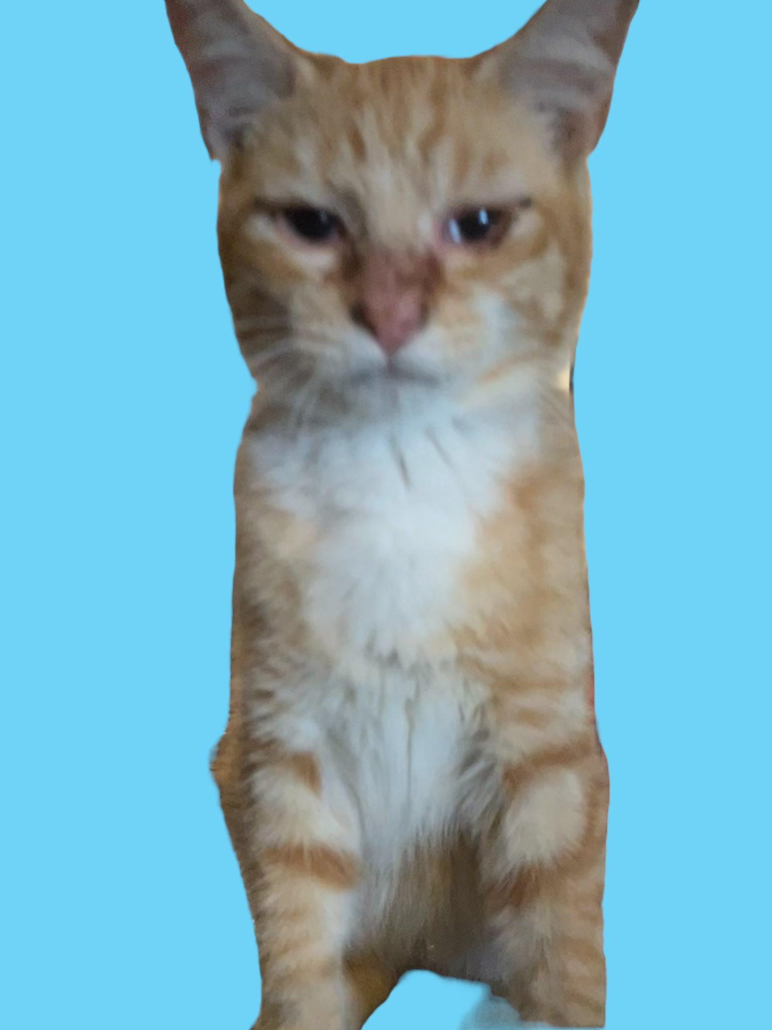 Orange Tabby & White Male Kitten - 4 Months Old