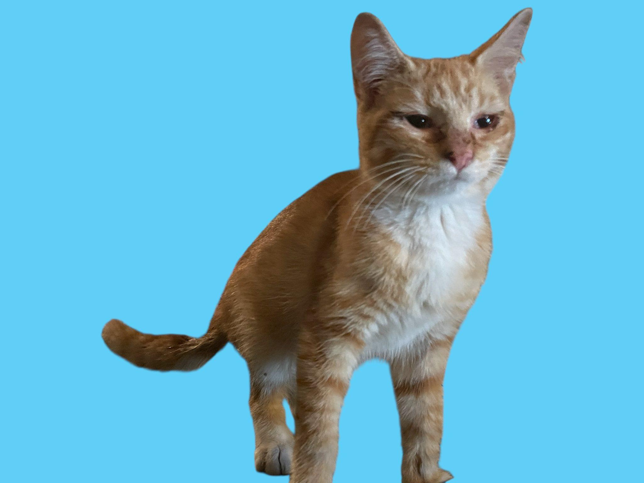 Orange Tabby & White Male Kitten - 4 Months Old