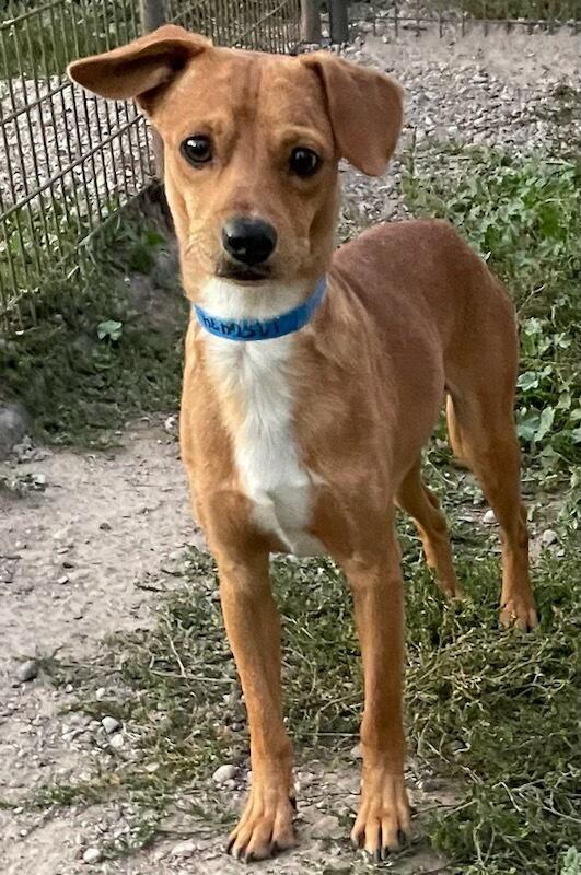 Enlarge Walnut, a Adoptable mixed breed in Polson, MT image 2/4